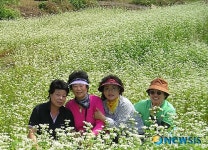청주 상당산성의 메밀꽃 단지