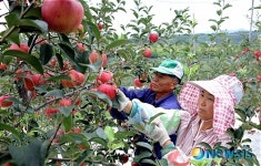탐스럽게 익은 장성사과
