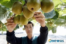 레드 참다래, 국내 첫 수확