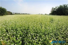 소금을 뿌려놓은듯...