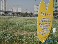‘도심속 고향만들기, 메밀꽃 만개’