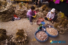 모란장에서는 농산물이 직거래