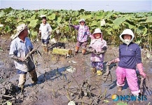 친환경 연근 첫 수확의 기쁨