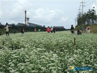 포항 청림동에 하얀 메밀꽃이 활짝 펴 눈길