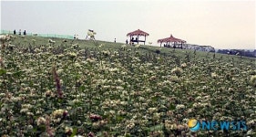 정읍 고부 메밀꽃 만발
