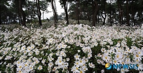 옥정호 구절초 만발