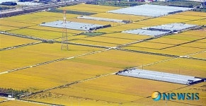 들녘은 황금물결