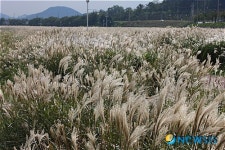 경주, 은빛 물결 출렁이는 서천둔치