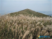 장흥 천관산 억새로 은빛 물결 출렁