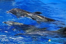 수족관에서 유영하는 큰돌고래