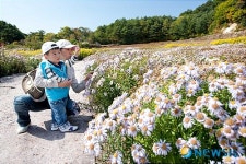 인제 원대마을, 국화꽃 향기 물씬