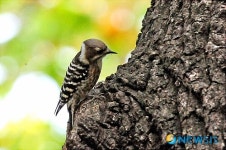 가을 공원 숲의 쇠딱따구리