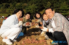 무공해 고구마입니다