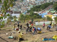 부산 사하구, 희망나무심기
