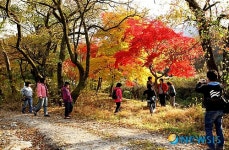 단풍 트래킹 인기 끄는 충주 하늘재