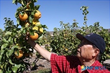 배밭 둘러보는 전종철씨