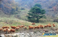 대관령 가을 풍경 속의 한우들