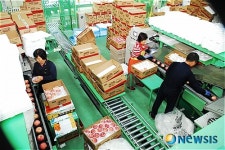 대만수출길 오르는 음성사과 선별