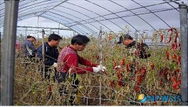 충북도청, 농촌일손돕기 활발