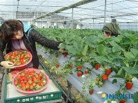 대평 딸기특화단지, 호반딸기 본격 출하