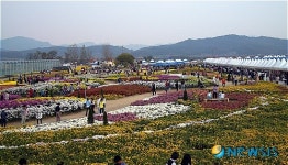 구미낙동강 국화축제