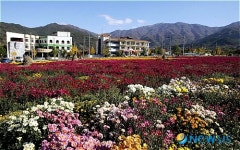 지리산 국화향기에 취하세요