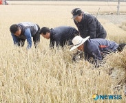 불우이웃돕기위한 벼 수확