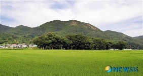 영덕 도천숲, 나주 동백·호랑가시나무 천연기념물된다