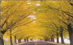 아산 곡교천 생태하천조성사업 추진