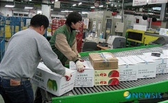 안양우편집중국, 오늘 소통 물량 중 8%가 절임배추