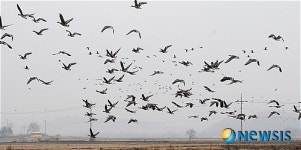 무리지어 이동하는 철새들