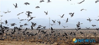 힘차게 날아 오르는 철새들