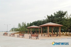 경주지역 해수욕장, 해송 1700여주 식재 소나무 숲 조성