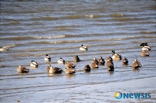 가양대교 상류에 날아와 앉은 청둥오리들