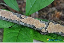 국립생물자원관이 발굴한 신종 버섯 큰그물코버섯