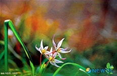제6회 접사모사진전 - 이한규作 산자고