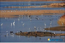 태화강 겨울철새떼