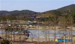 백제명품 숲 정림에 600그루 소나무 빼곡