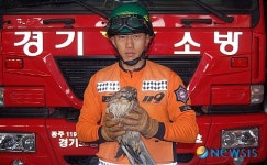 탈진한 천연기념물 황조롱이 소방대원 품에