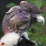 세계최장수 콘도르, 80살로 숨져