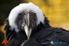 80살로 생 마감한 최장수 콘도르