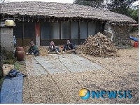 제주 성읍민속마을 초가지붕 잇기 한창