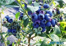 바닷바람이 키운 블루베리 고성서 재배