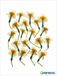 임준형 사진전- Specimen II Flowery 꽃에 대한 재해석