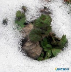 얼음장 속에서 올라오는 풀잎