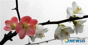 봄꽃 산당화가 활짝