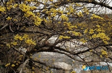 산수유꽃과 지리산 계곡