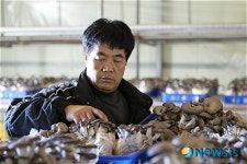 보은 느타리버섯 재배 10년…“부농됐어요”