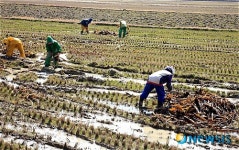 미역부산물 거름 뿌리는 농민들