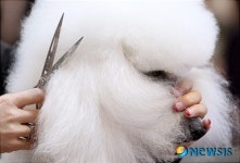 애견미용사, 국가가 키운다